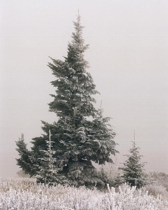 A tall pine tree covered in frost stands in a field of frosted vegetation under a hazy sky.