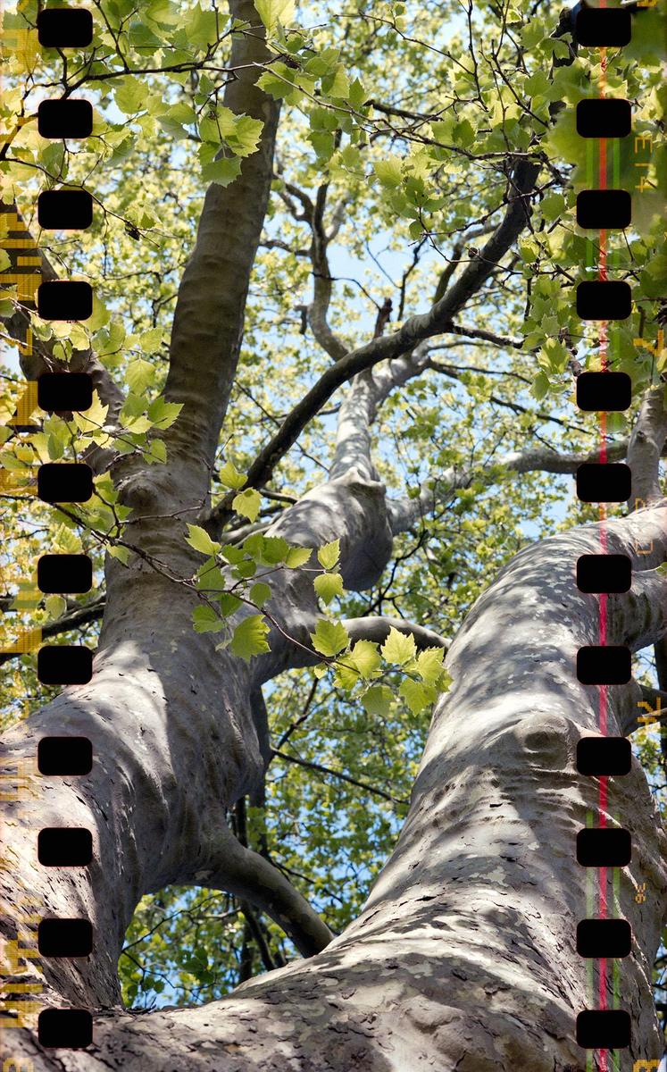 The trunks and branches of a large tree with green leaves are visible from below.