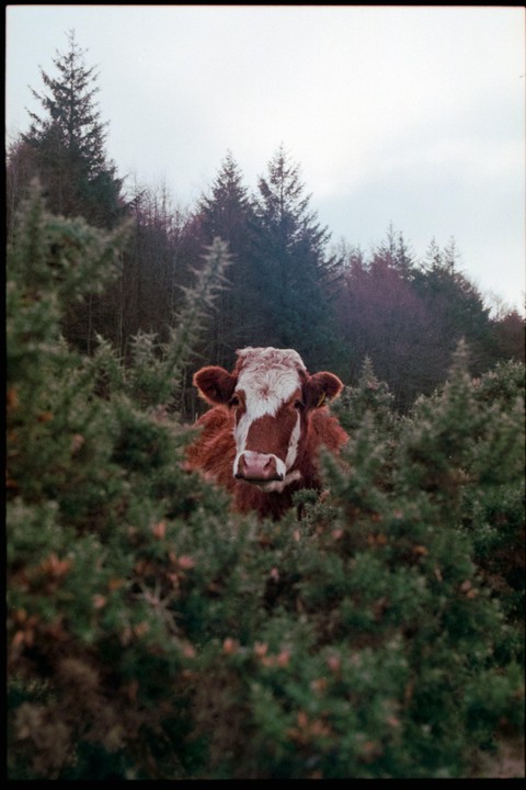 A brown and white cow peeks out from behind green bushes with a forest in the background.