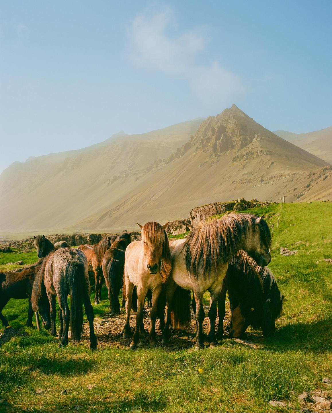 A herd of horses stands in a grassy field with a hazy mountain in the background.