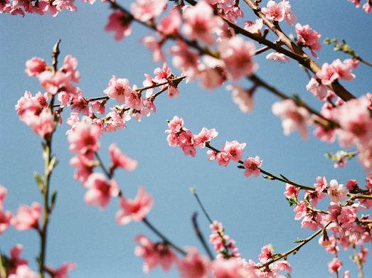Pink blossoms on tree branches are set against a clear blue sky.