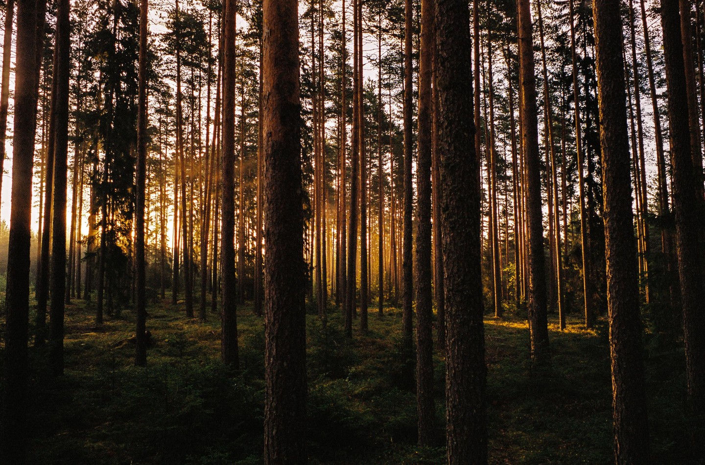 Sunlight streams through a dense forest of tall, slender trees, illuminating the undergrowth.
