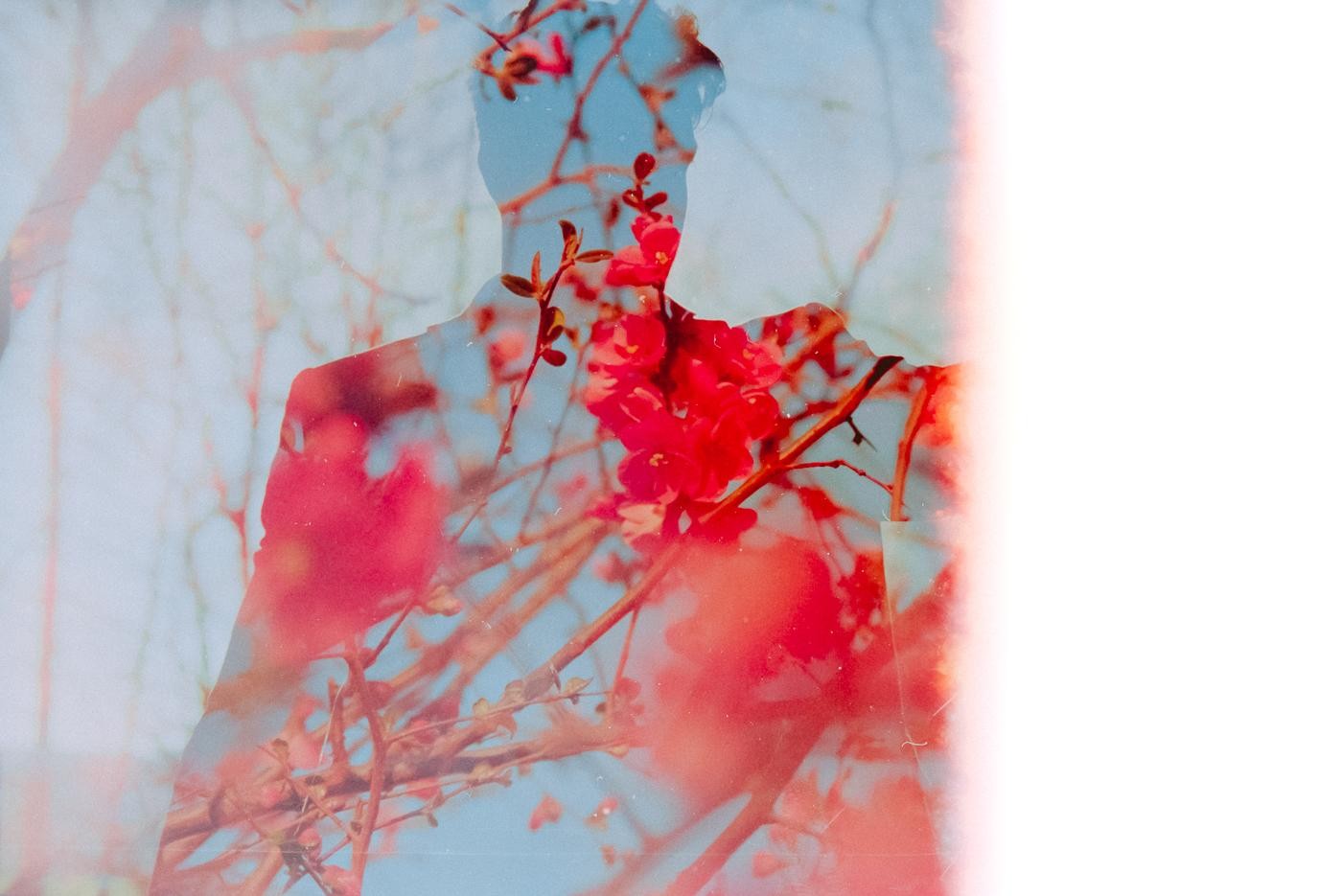 A double exposure shows the silhouette of a man overlaid with red blossoms against a blue sky.