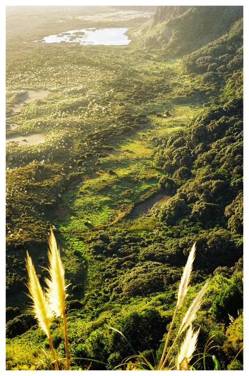 A high-angle landscape shows a valley with a body of water, surrounded by green foliage and two feathery plants in the foreground.