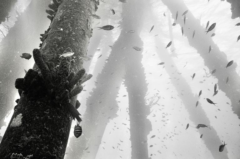 Small fish swim around a coral-covered pier support underwater.