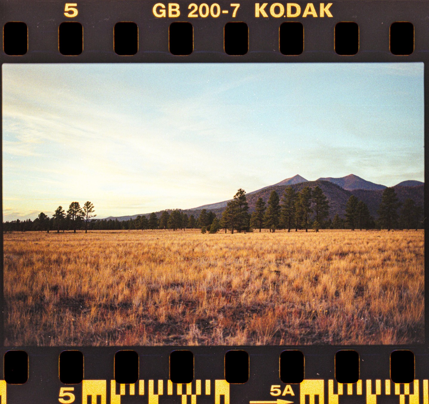 A field of dry grass stretches towards a line of pine trees with mountains in the background under a pale sky.
