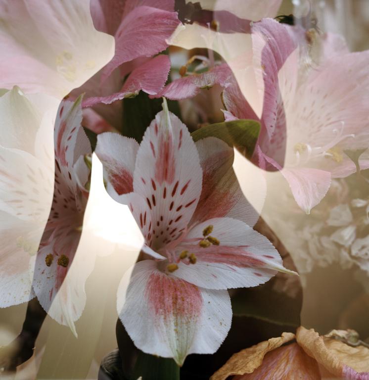 A double exposure shows a woman's silhouette overlaid with pink and white flowers.