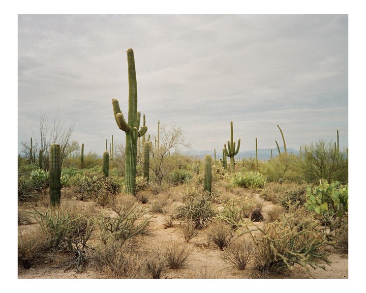 A desert landscape is filled with saguaro cacti and other desert plants under a cloudy sky.