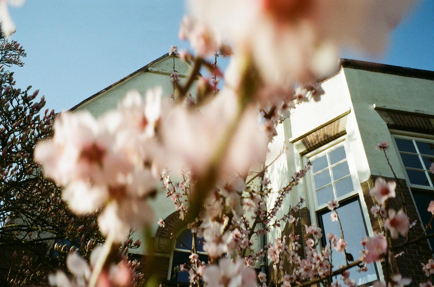 A building with windows is partially obscured by out-of-focus pink blossoms.