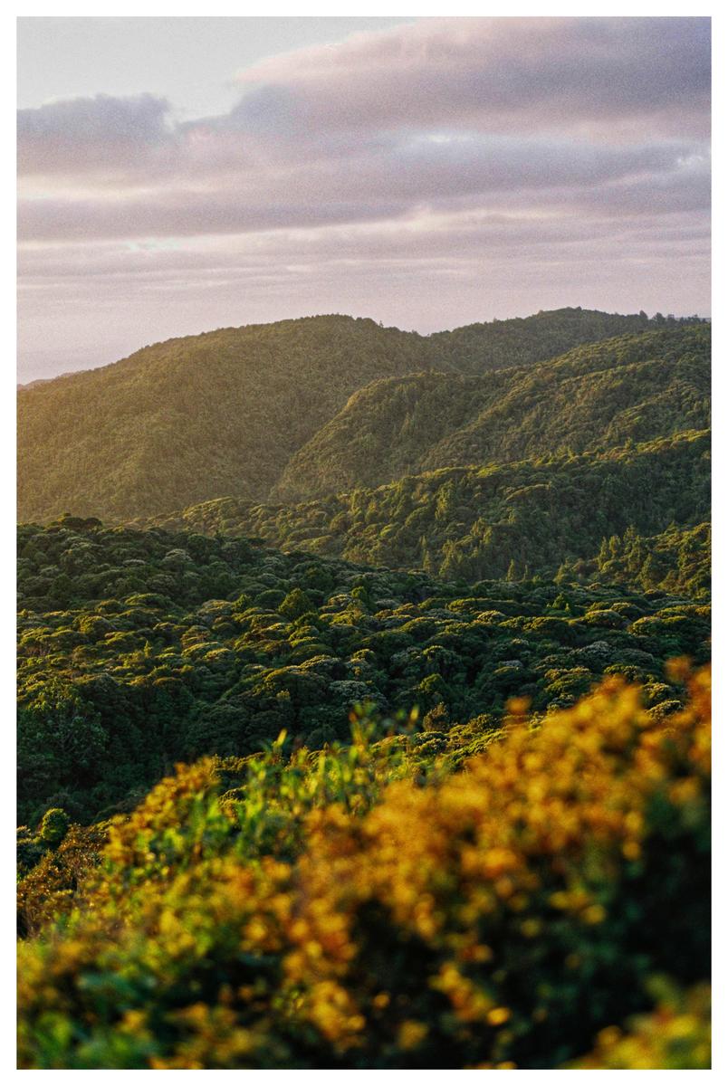 A landscape view shows rolling hills covered in dense green foliage under a cloudy sky.