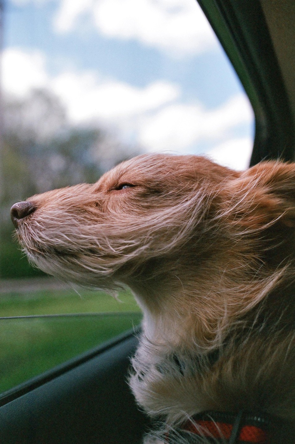 A dog with its head out of a car window has its fur blowing in the wind.