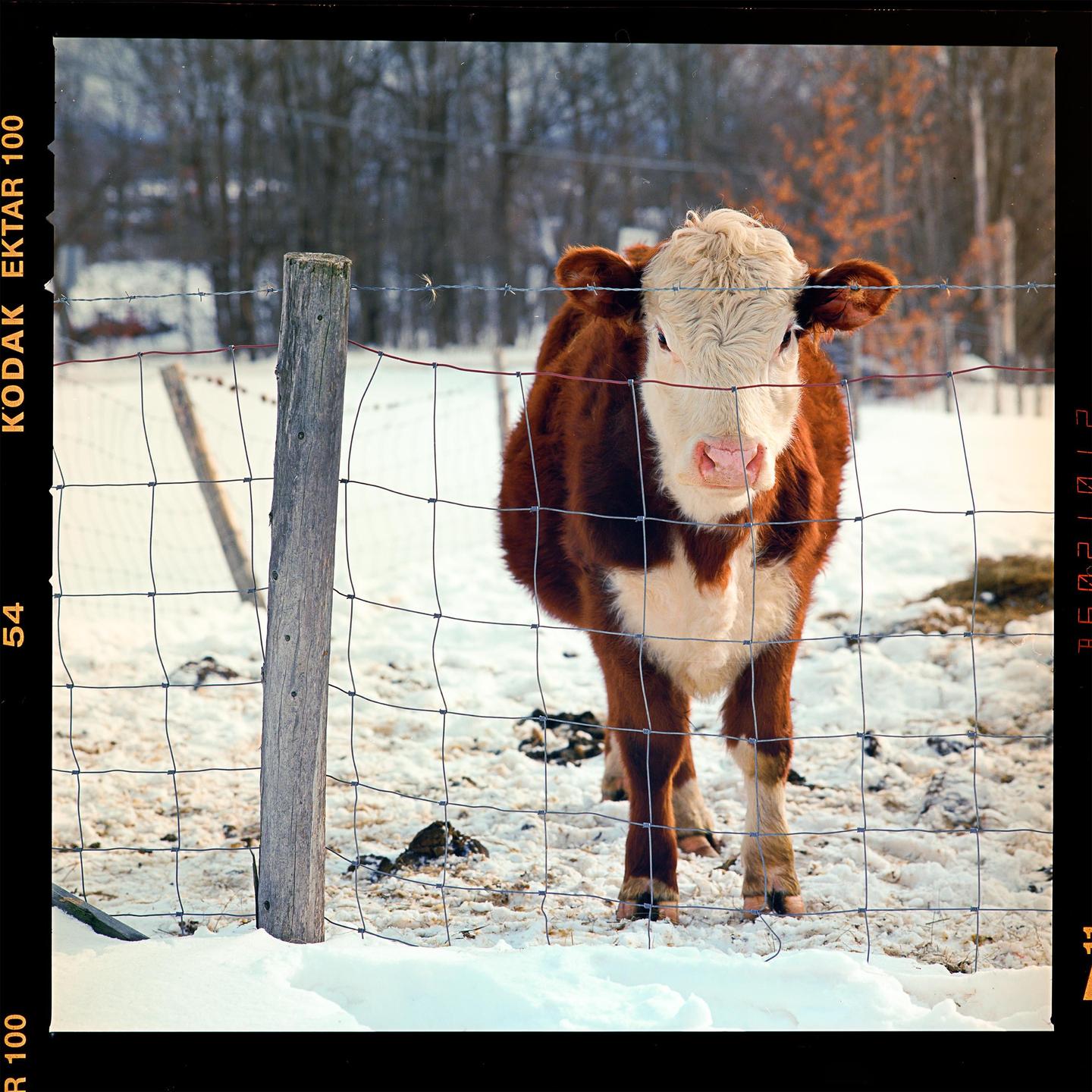 A brown and white calf stands behind a wire fence in a snowy field.