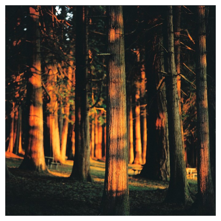 Sunlight illuminates the trunks of trees in a forest.