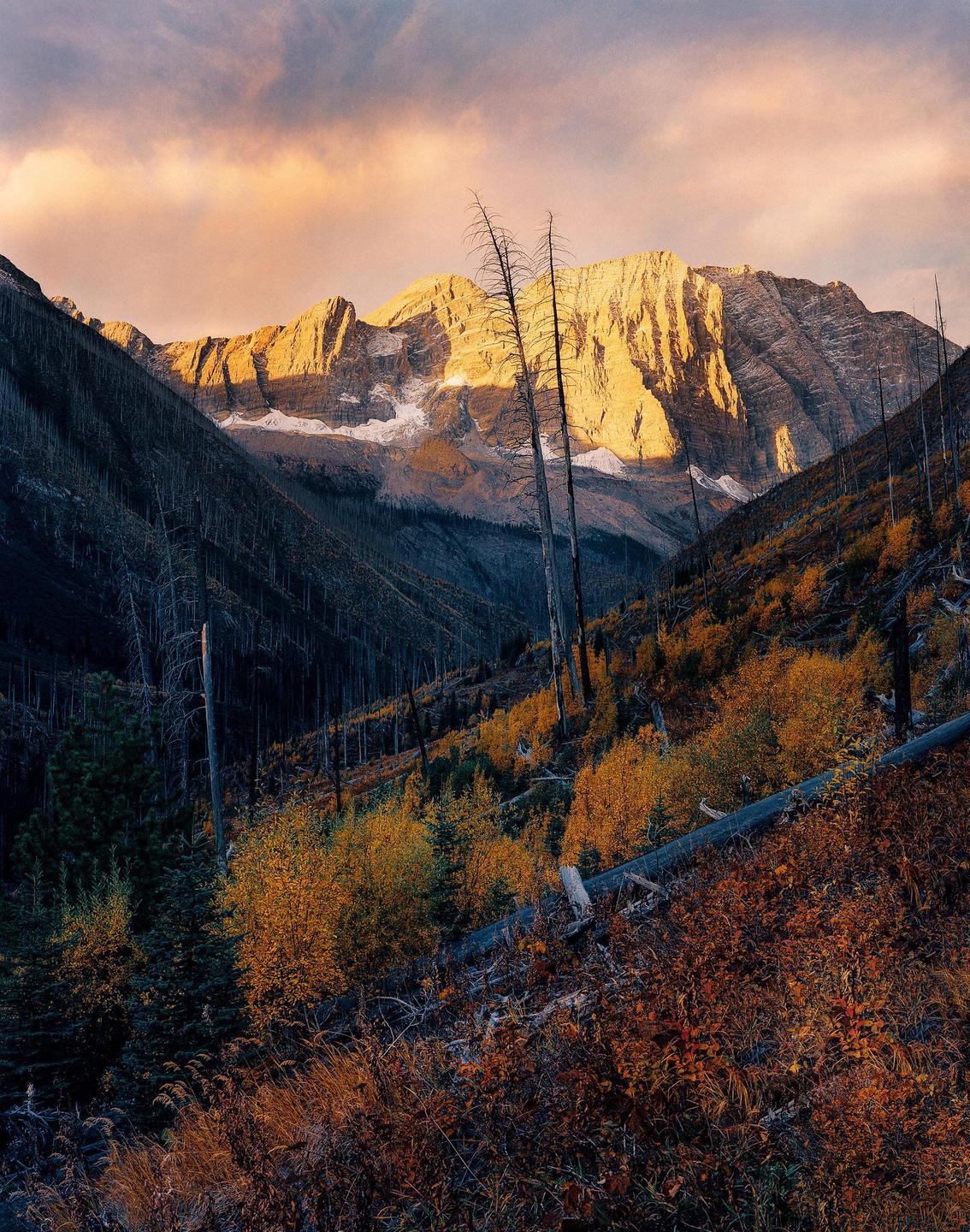 A mountain range with autumn foliage and dead trees is illuminated by golden light under a cloudy sky.