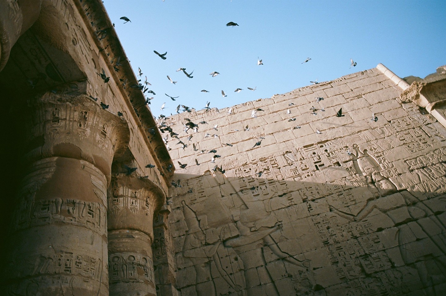 A flock of birds flies over ancient Egyptian columns and a wall covered in hieroglyphs.