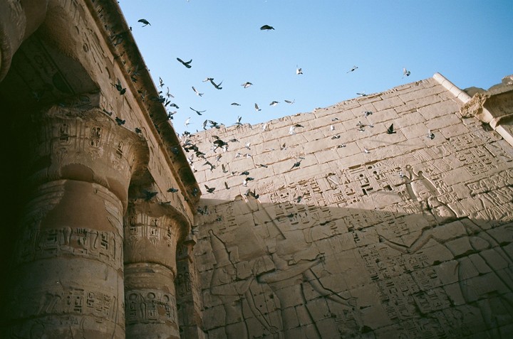 A flock of birds flies over ancient Egyptian columns and a wall covered in hieroglyphs.