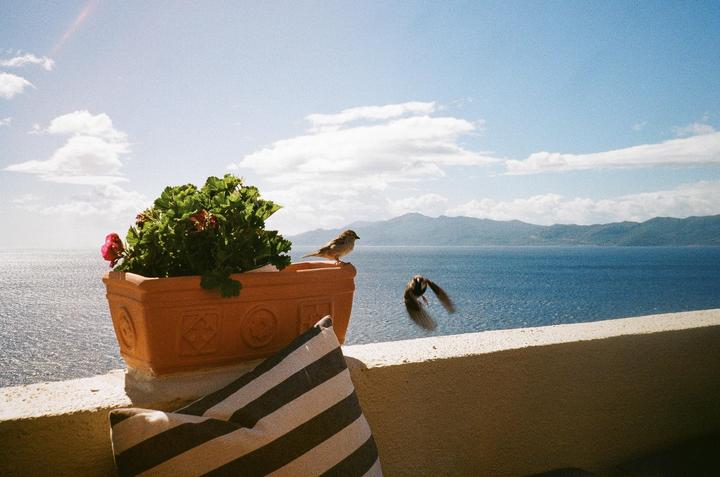 A bird sits on a terracotta planter with a flowering plant while another bird flies away from a balcony overlooking a large body of water and mountains.
