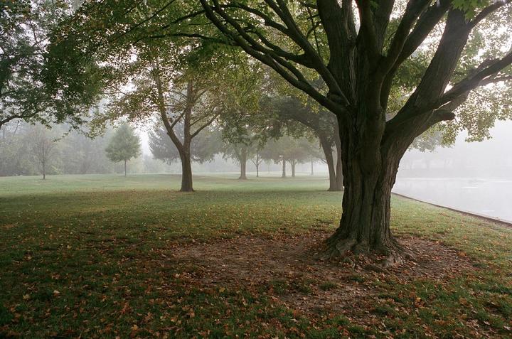 A park with many trees and fallen leaves is covered in a thick fog next to a body of water.
