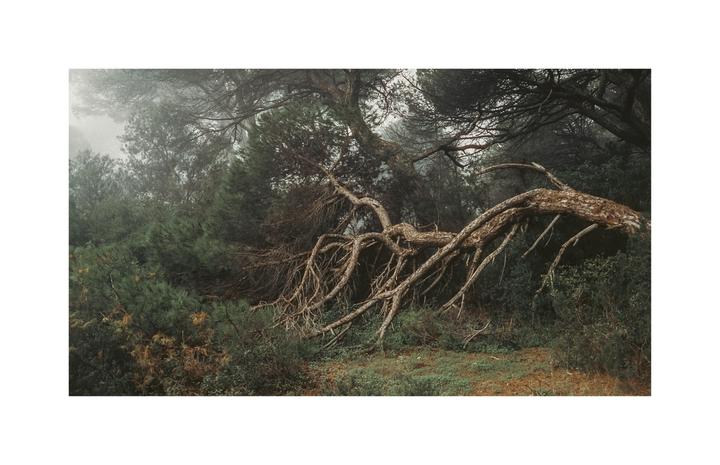 A fallen tree with many branches lies across a forest floor with other trees and fog in the background.