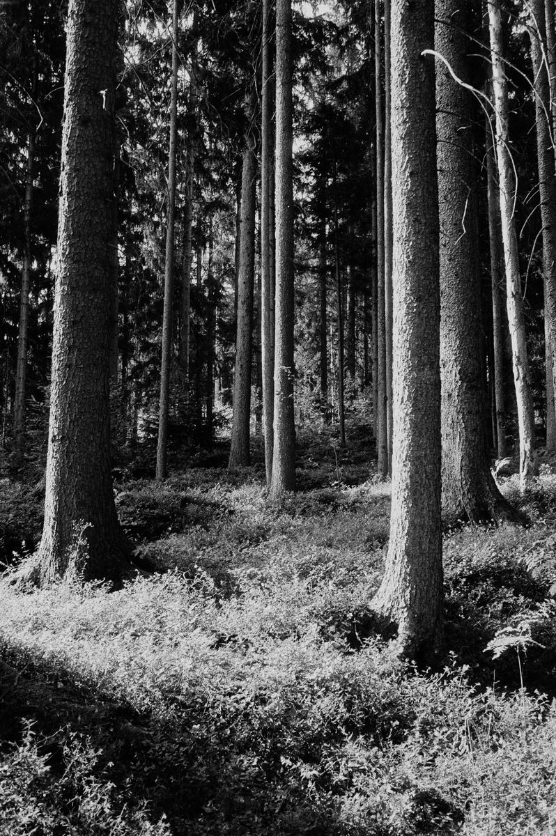 Sunlight filters through a dense forest, illuminating the undergrowth and tree trunks.