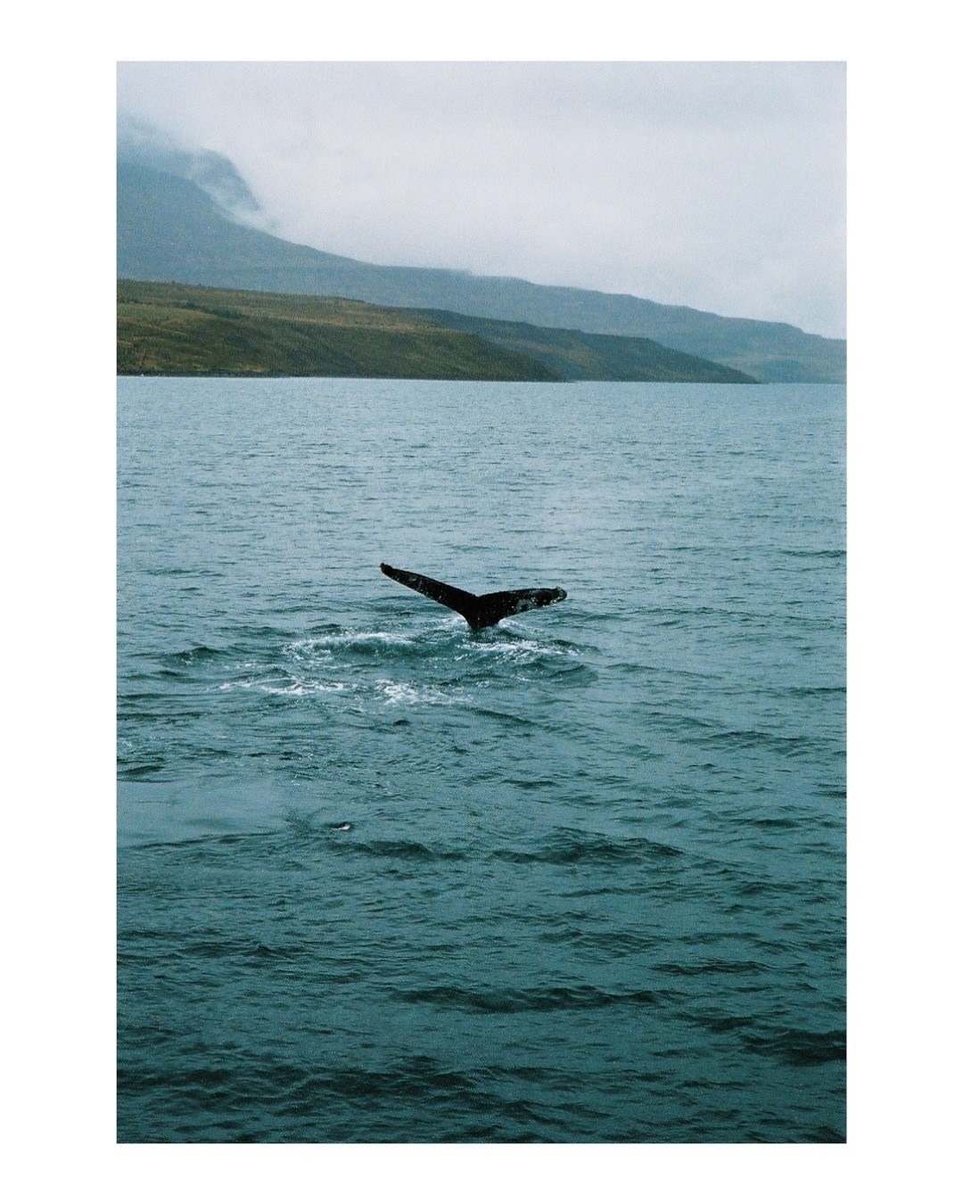 A whale's tail is visible above the water with mountains in the background under a cloudy sky.