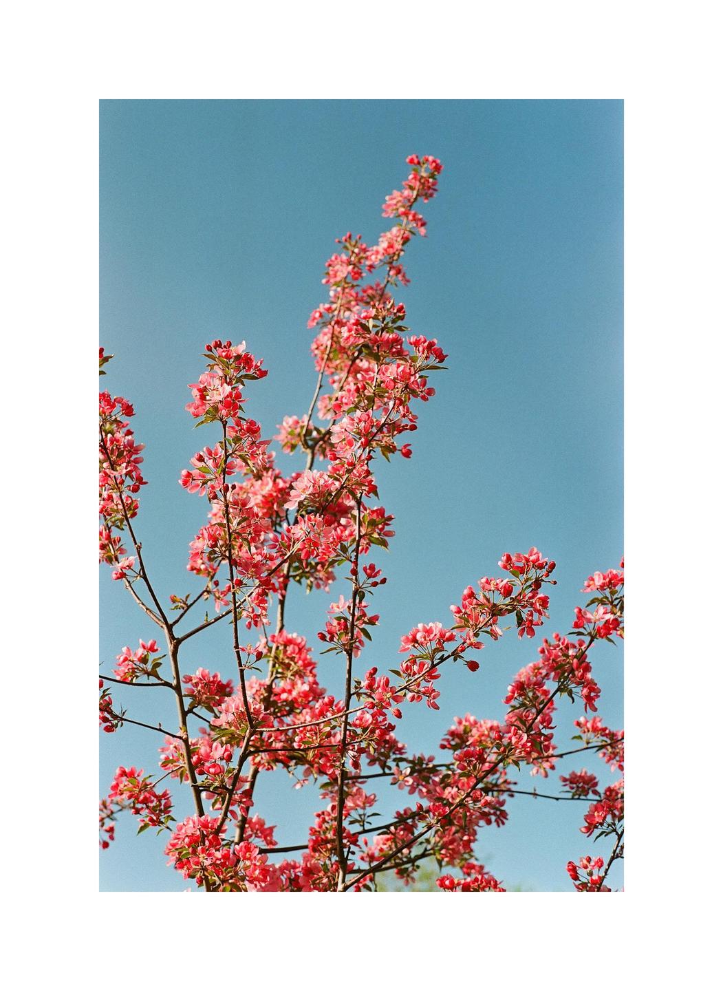 A tree with pink blossoms is set against a clear blue sky.