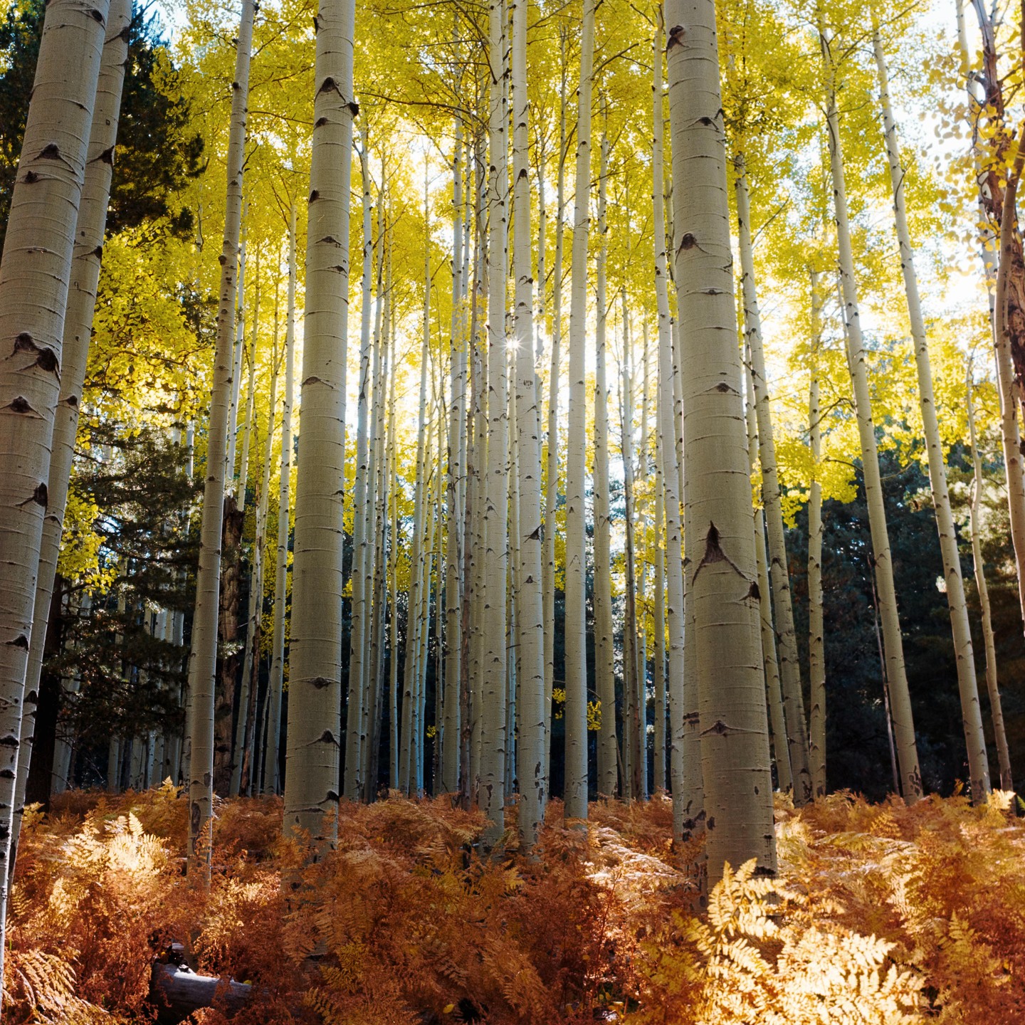 A forest of aspen trees with yellow leaves and orange ferns on the ground.
