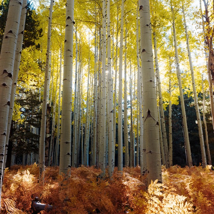 A forest of aspen trees with yellow leaves and orange ferns on the ground.