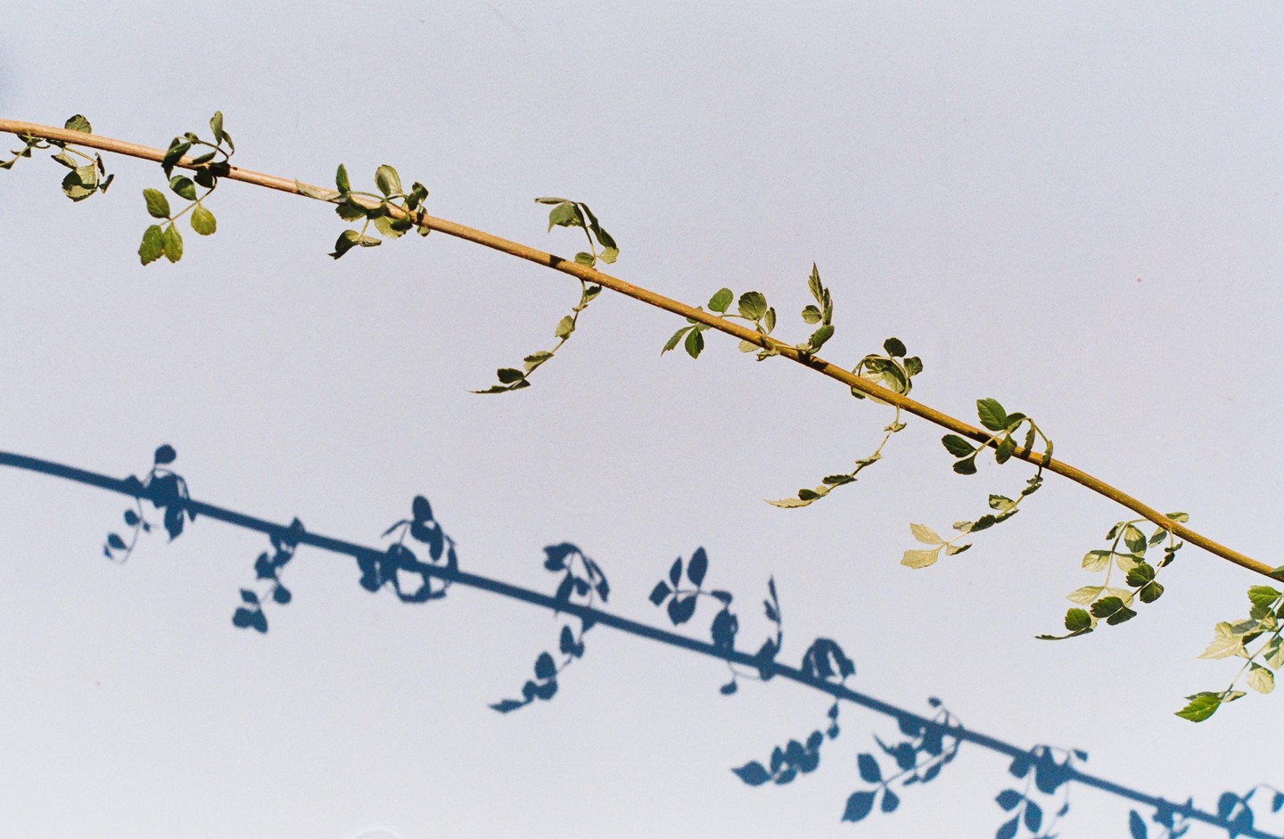 A thin branch with small leaves casts a shadow on a light background.