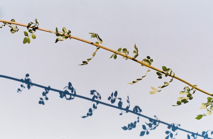 A thin branch with small leaves casts a shadow on a light background.