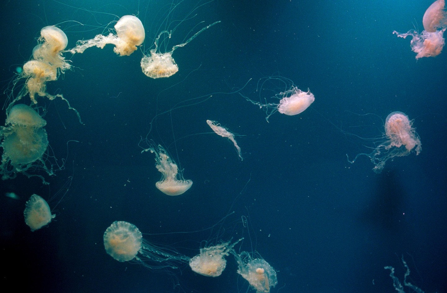 Many jellyfish with long tentacles float in dark blue water.