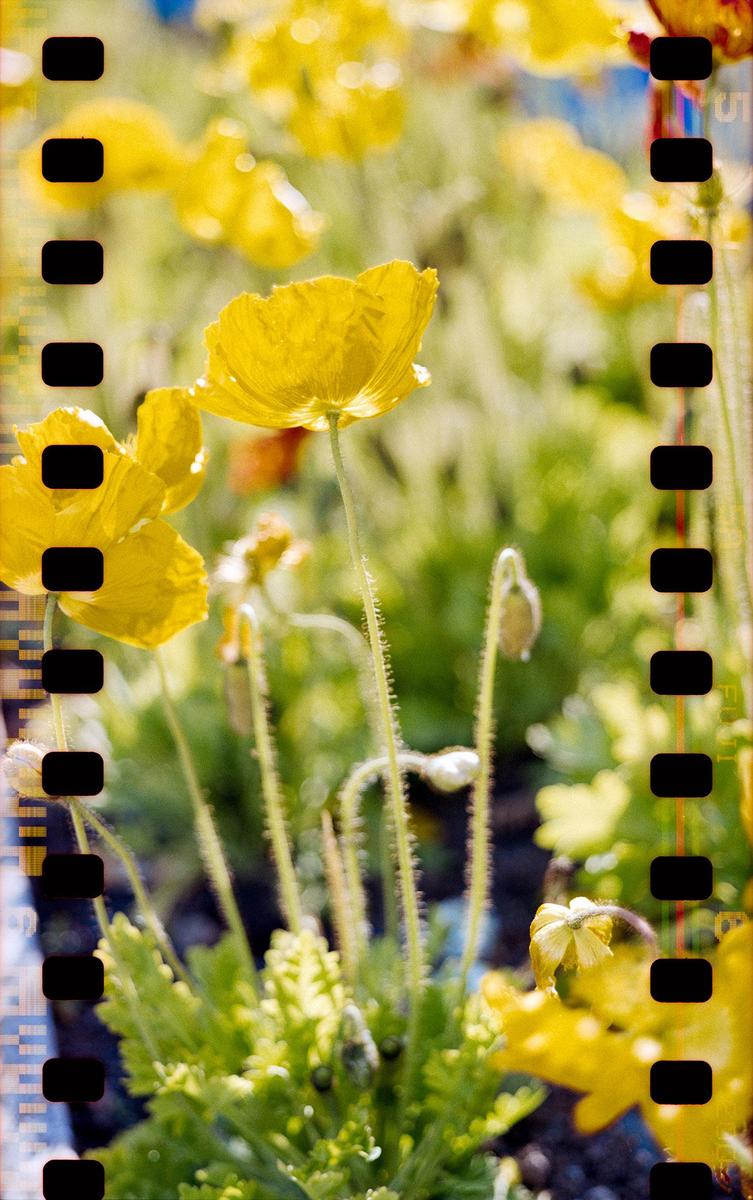 A field of yellow poppies is shown with film sprockets on the left and right edges.