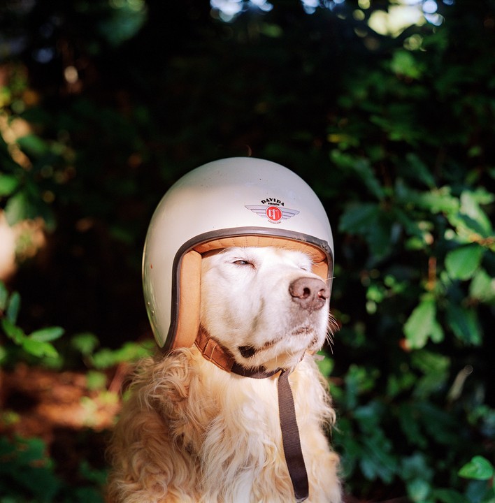 A golden retriever wears a white motorcycle helmet and squints in the sunlight.