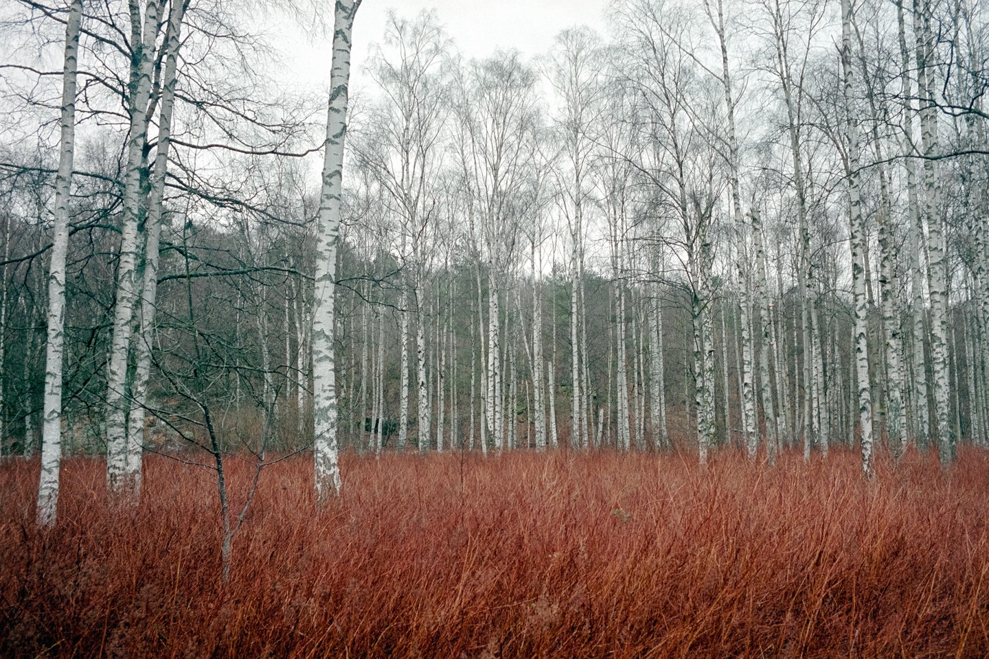 A field of red grass is in the foreground of a forest of birch trees with white bark.