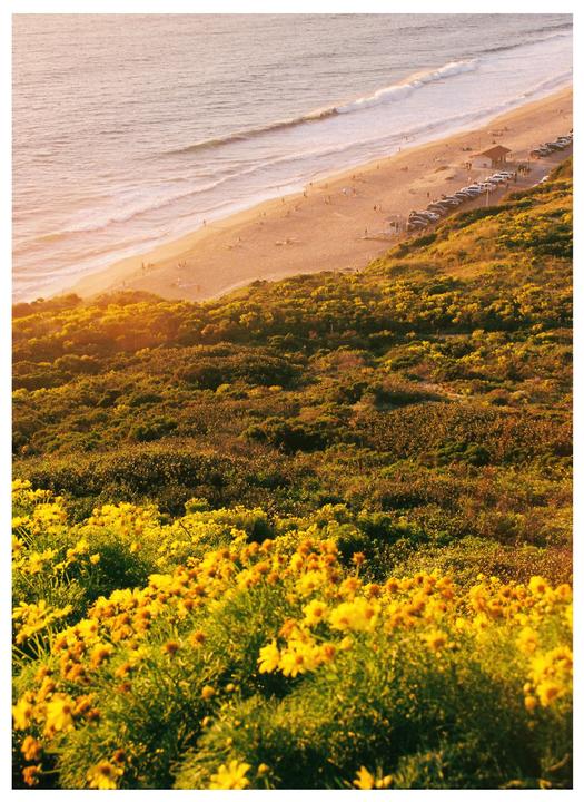 A hillside covered in yellow flowers overlooks a beach with people and cars at sunset.