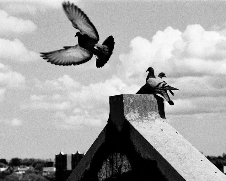 A pigeon flies through the air while two other pigeons perch on a chimney against a cloudy sky.