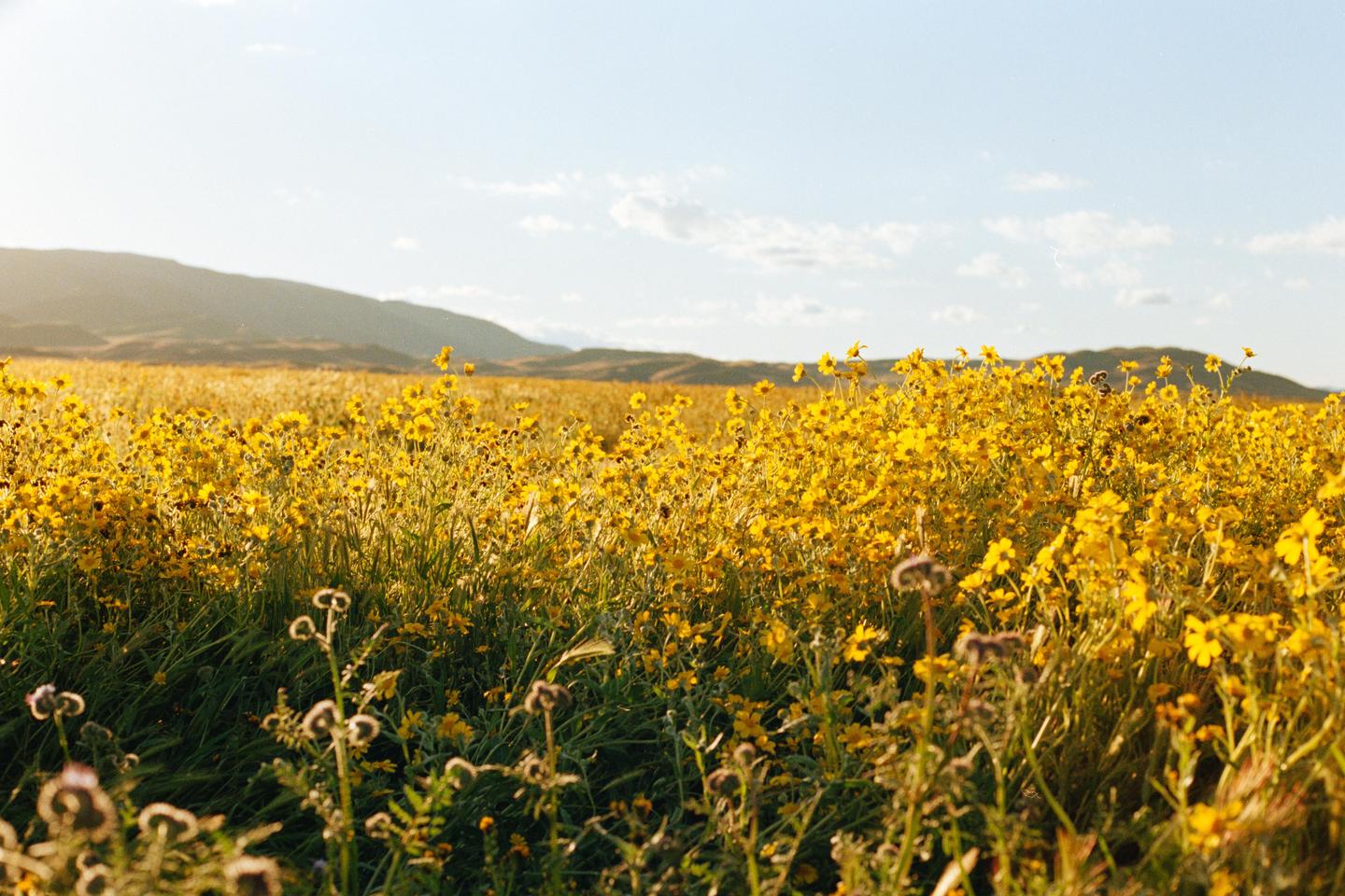 A field of yellow flowers stretches towards distant hills under a bright sky.