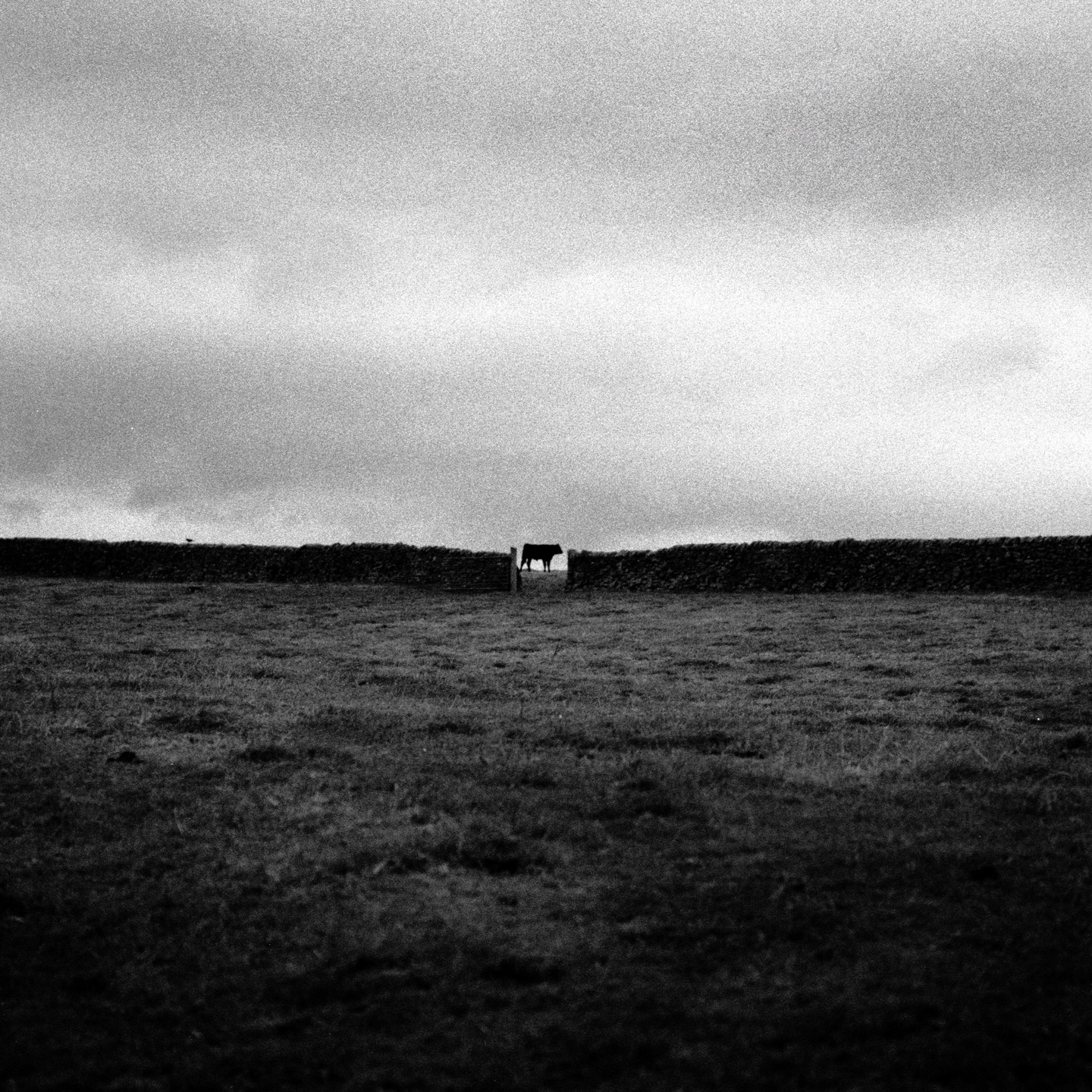 A cow stands silhouetted against a bright sky, behind a stone wall in a grassy field.