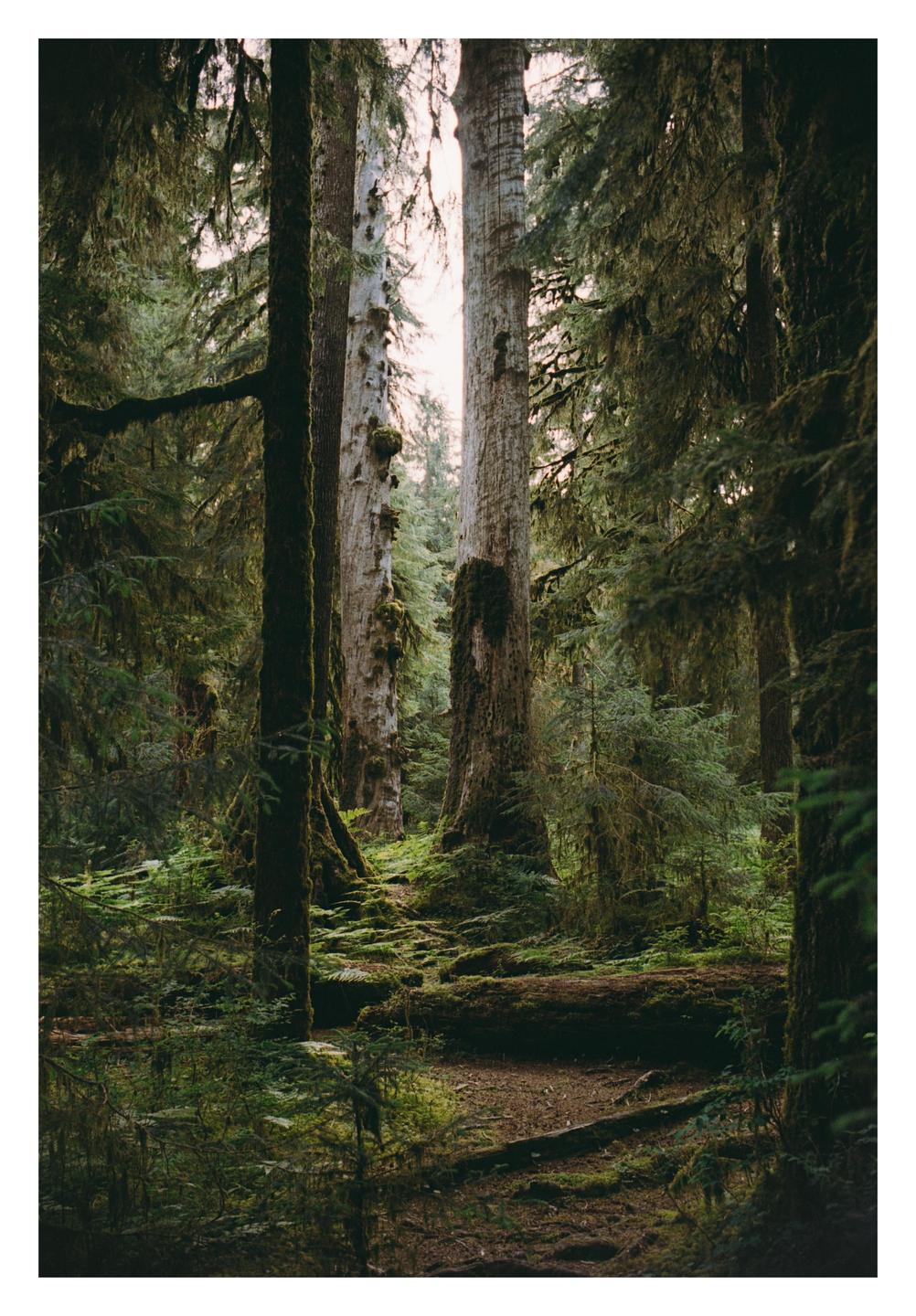 A forest path winds through a dense forest with tall trees and moss-covered ground.