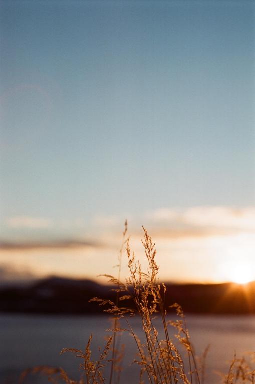 Golden hour sunlight illuminates tall grass in the foreground with a lake and mountains in the background.