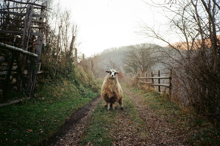 A sheep stands in the middle of a dirt path surrounded by trees and fences.