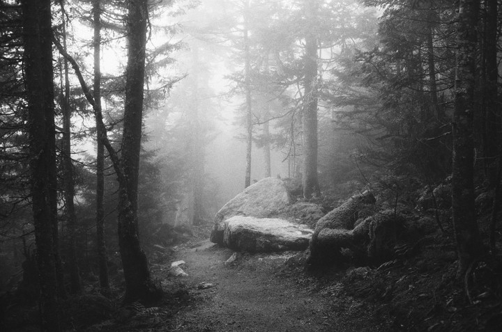 A path leads through a foggy forest with tall trees and moss-covered rocks.