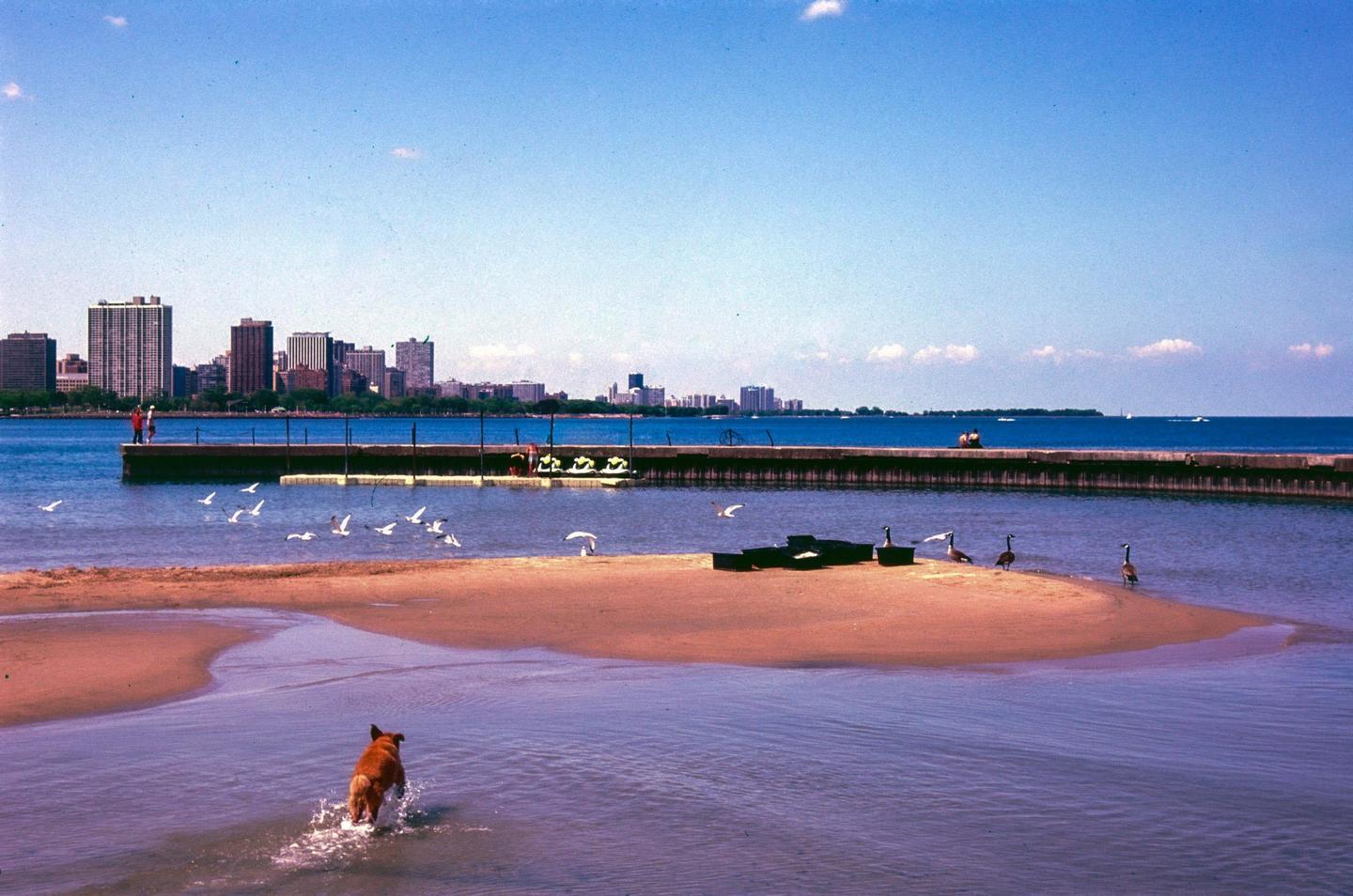 A dog runs through shallow water on a sandy beach with a city skyline in the background.