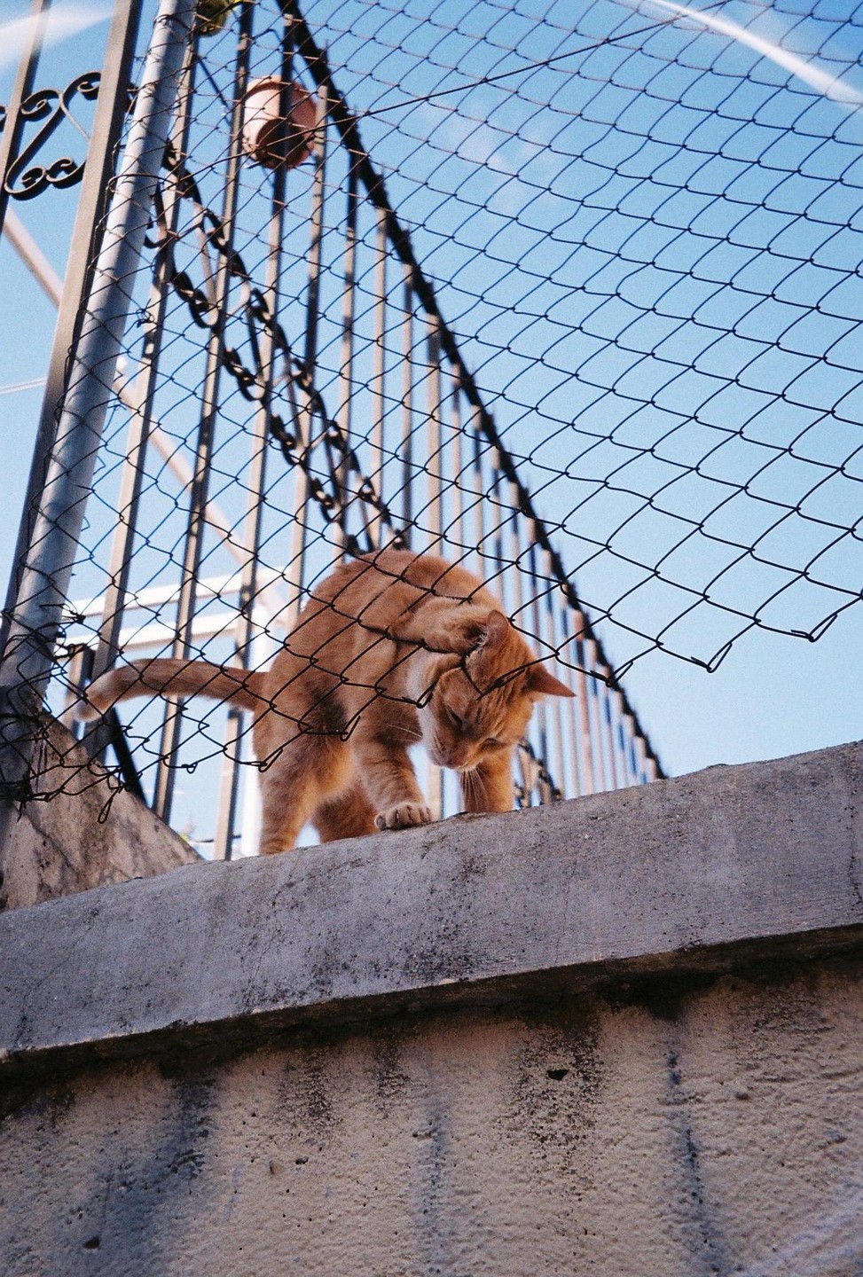 An orange cat stands on a concrete wall behind a wire fence.