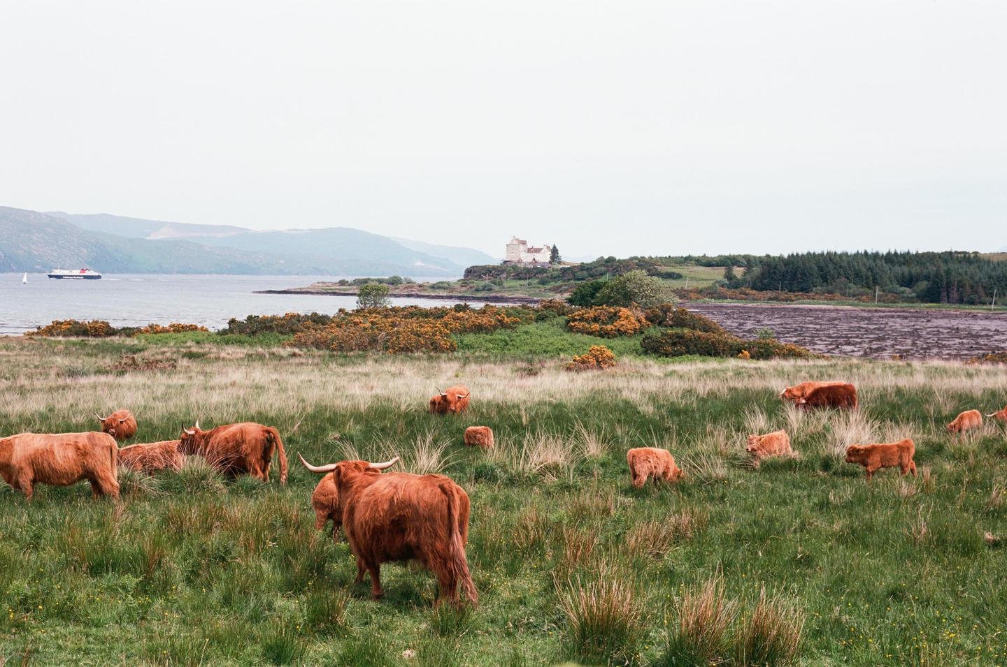 A herd of highland cattle graze in a grassy field with a body of water, mountains, and a castle in the distance.