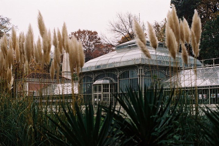 A glass greenhouse is partially obscured by tall ornamental grasses and trees with autumn foliage.