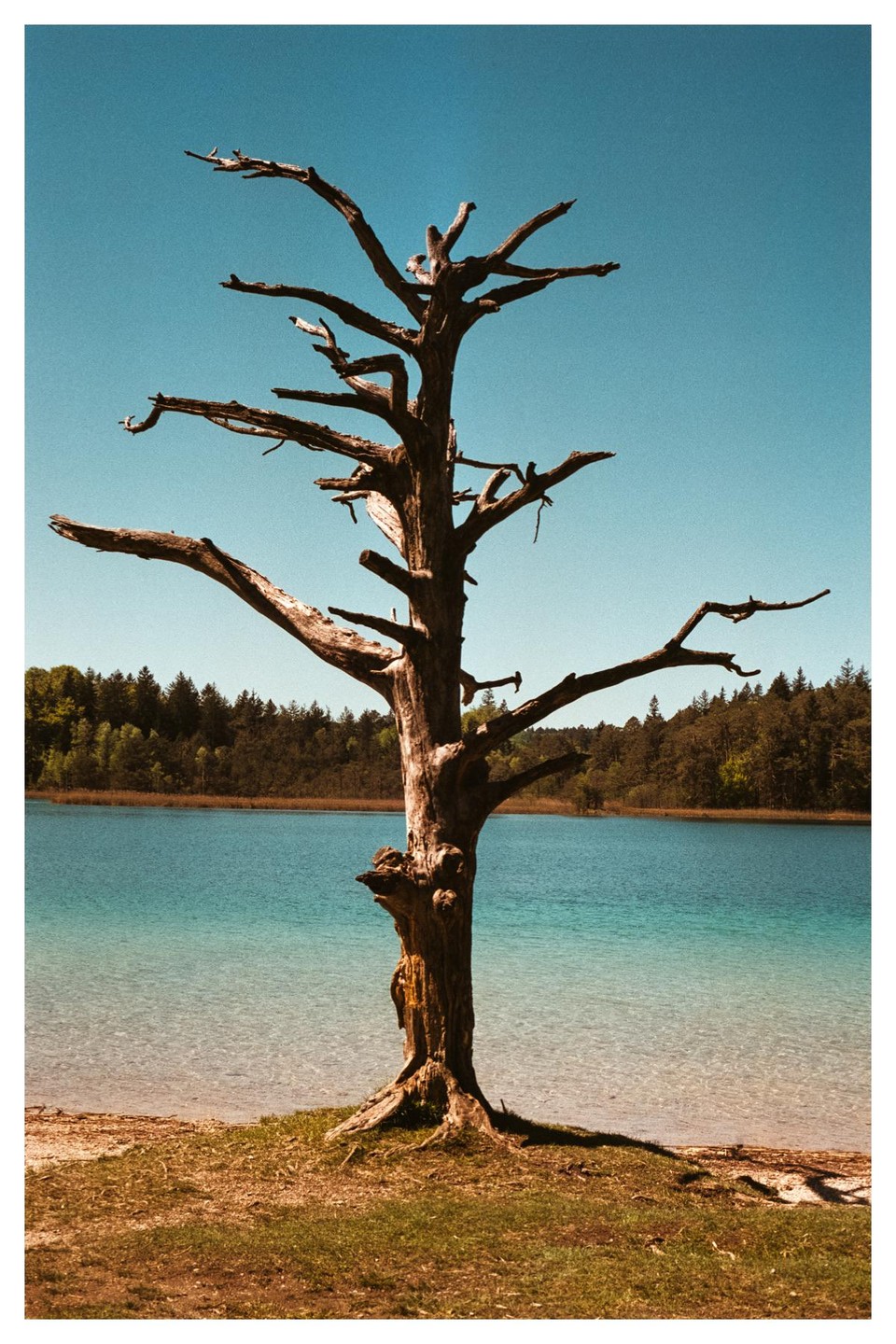 A dead tree stands on the shore of a lake with clear blue water and a forest in the background.