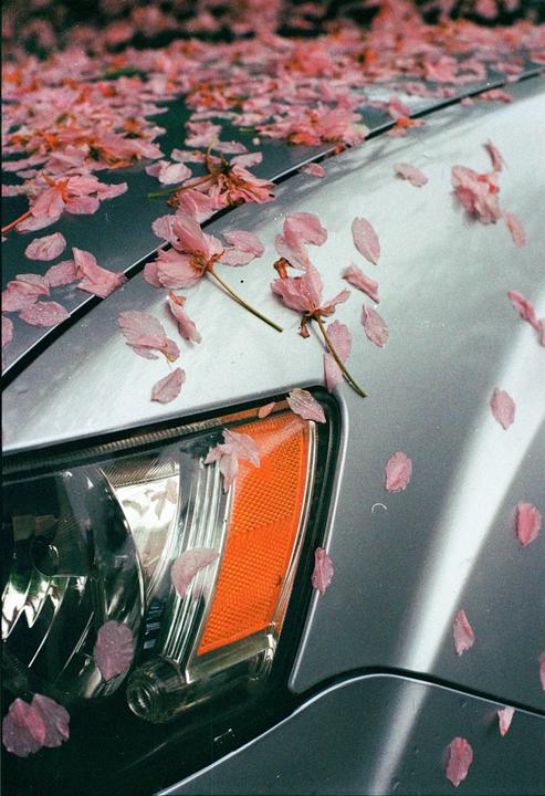 Pink petals cover the hood and headlight of a silver car.