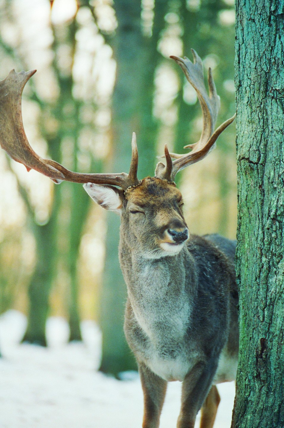 A deer with large antlers stands in a snowy forest next to a tree.