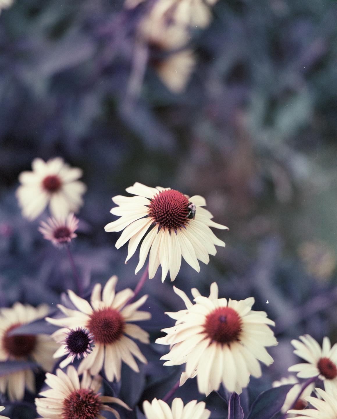 A bee rests on a white flower with a red center, surrounded by other similar flowers and purple foliage.